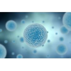 中國倉鼠卵巢細胞（亞系克?。籆HO-DUKXB11-prepro-TGFβ1 Cdna-TGF-β1 Dinding Protein cDNA	